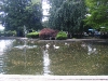 Gettin Goosey  